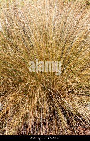 Chionochloa rubra pianta sempreverde comunemente conosciuta come tussock rosso erba Foto Stock