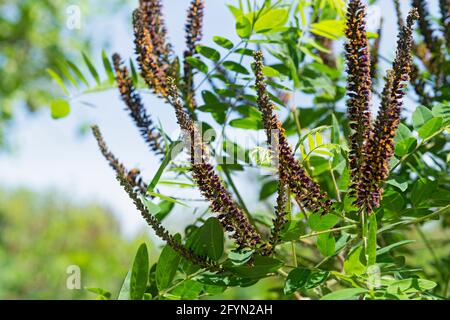 Deserto Falso Indigo, Ampha frutticosa fioritura Foto Stock