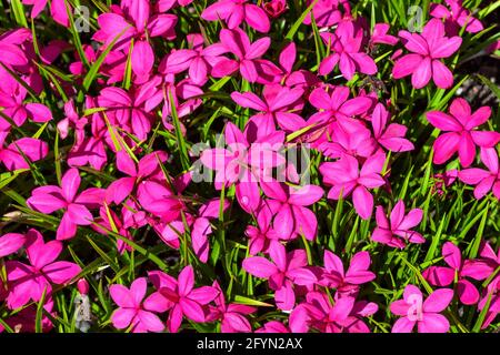 Rhodohypoxis milloides 'Claret' una pianta bulbosa fiorente con un fiore rosso rosa primavera comunemente noto come stella primaverile, foto stock Foto Stock