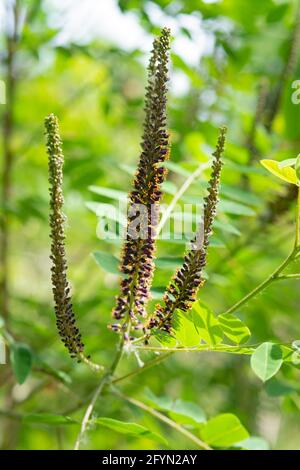 Deserto Falso Indigo, Ampha frutticosa fioritura Foto Stock