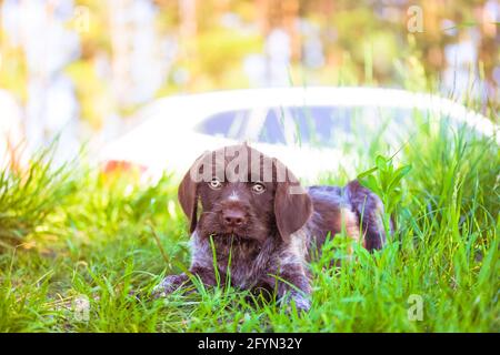 Un bellissimo cucciolo marrone deutsch drahthaar con occhi verdi tristi. Un ritratto di un cane purebred sdraiato in erba alta in un prato in estate soleggiato giorno, looki Foto Stock