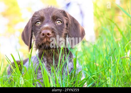 Un bel cucciolo marrone deutsch drahthaar con occhi verdi distesi in erba verde alta in un prato in estate soleggiato e guardando via. Primo piano portrai Foto Stock
