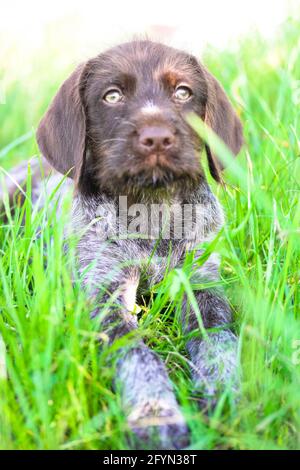 Un bellissimo cucciolo marrone deutsch drahthaar con occhi verdi distesi in erba verde alta in un prato in estate soleggiato giorno e guardando in una macchina fotografica. Chiudi-u Foto Stock