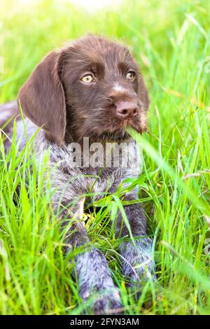 Un bel cucciolo marrone deutsch drahthaar con occhi verdi distesi in erba verde alta in un prato in estate soleggiato e guardando via. Primo piano portrai Foto Stock