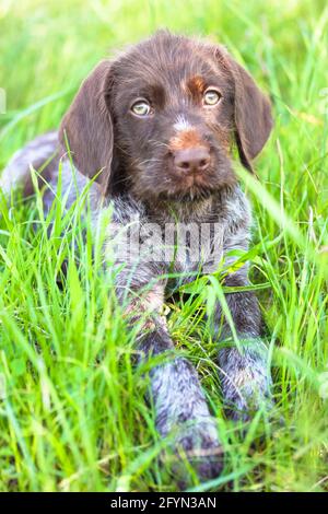Un bellissimo cucciolo marrone deutsch drahthaar con occhi verdi distesi in erba verde alta in un prato in estate soleggiato giorno e guardando in una macchina fotografica. Chiudi-u Foto Stock