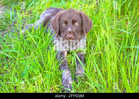 Un bel cucciolo marrone deutsch drahthaar con occhi verdi distesi in erba verde alta in un prato in estate soleggiato e guardando via. Un ritratto di a. Foto Stock