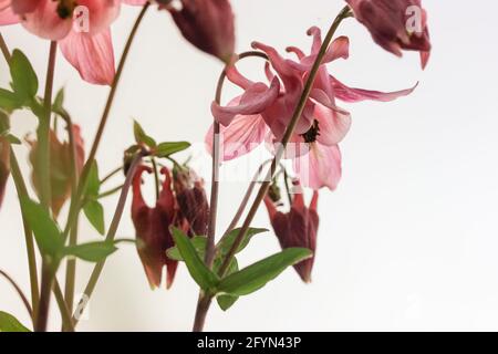 Un fiore rosa Aquilegia vulgaris in primavera. Un bouquet di fiori di campane a colonna su sfondo bianco con spazio per la copia. Ornamentale crescente Foto Stock