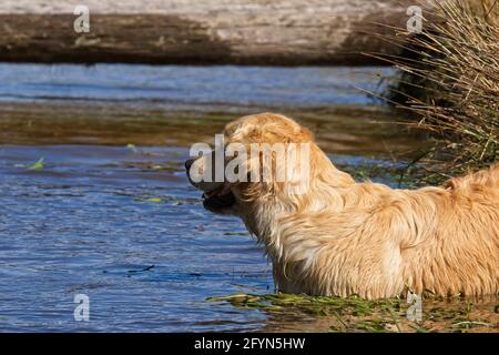 Golden Retriever cani che giocano in uno stagno fattoria Foto Stock