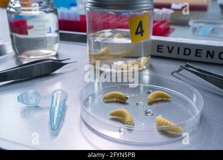 Analisi delle larve del cadavere coinvolto nell'omicidio nel laboratorio di criminalità, immagine concettuale Foto Stock