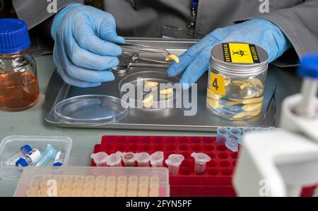 Lo scienziato forense analizza le larve di un cadavere in un caso di omicidio in un laboratorio di criminalità, immagine concettuale Foto Stock