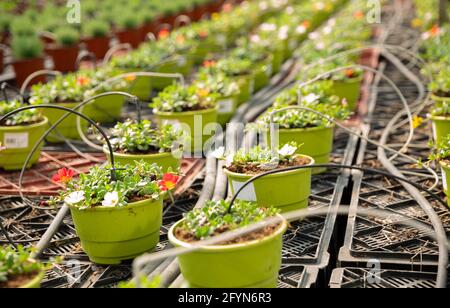 File o righe di bicchieri con la fioritura variopinte portulaca coltivazione in serra Foto Stock