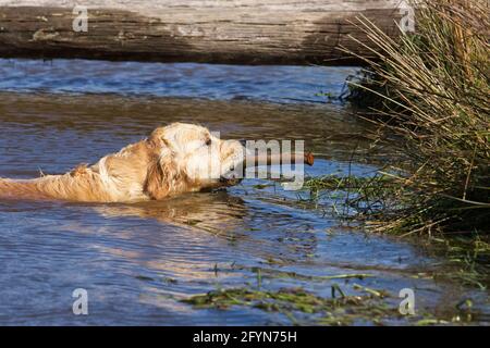 Golden Retriever cani che giocano in uno stagno fattoria Foto Stock