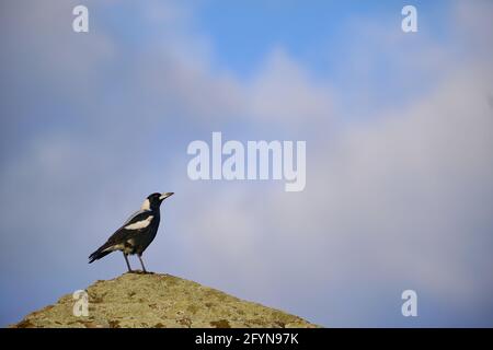 Magpie guardando in alto Foto Stock