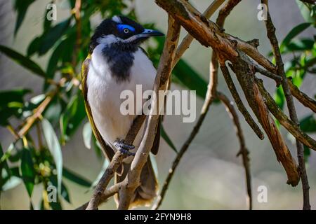 Blue-Faced Honoreyater Foto Stock