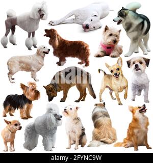 Immagine di molti cani purebred isolati su uno sfondo bianco Foto Stock