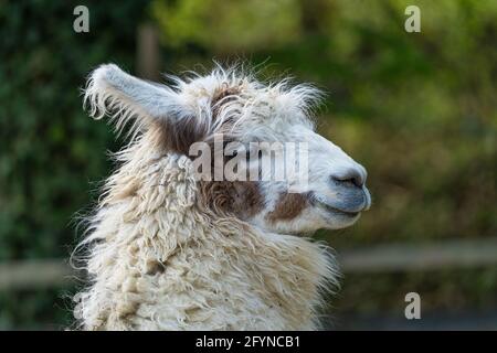 Il lama - lama glama - è un camelide sudamericano addomesticato. Qui, lama allo zoo di Zurigo Svizzera Foto Stock