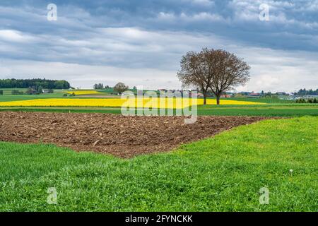 Cielo nuvoloso sopra il paesaggio rurale e campi di colza a Regensdorf, Svizzera Foto Stock