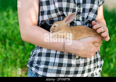 Una ragazza sta tenendo un simpatico coniglio dai capelli rossi addormentato tra le braccia, in un parco in natura. Primo piano. Foto Stock