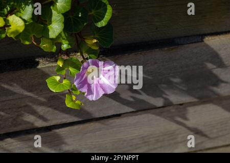 Primo piano di finti fiori di paludi rosa e foglie appese sulla passerella, illuminate con luce naturale del sole, che gettano ombre su tavole di legno Foto Stock