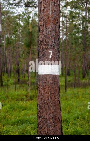 Albero di pino a foglia lunga con nido di picchio rosso attivo, Florida nordoccidentale, USA, di James D Coppinger/Dembinsky Photo Assoc Foto Stock