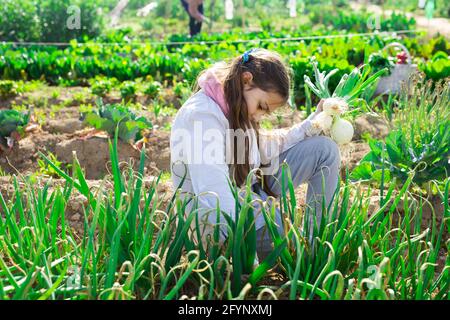 La ragazza adolescente che aiuta i suoi genitori a lavorare nell'orto sta raccogliendo cipolle verdi Foto Stock