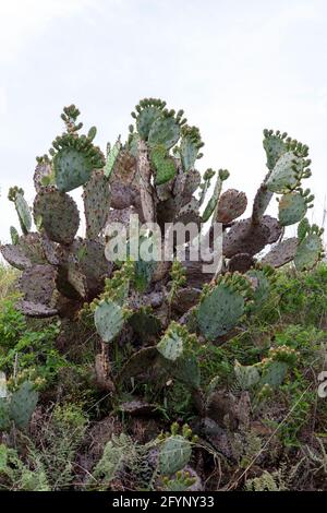 Prickly Pear Cactus (Opuntia engelmanni), Texas, USA, di James D Coppinger/Dembinsky Photo Assoc Foto Stock