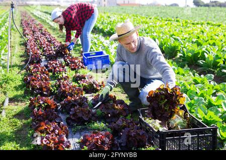 Lavoratore maschile che raccoglie lattuga rossa sul campo e messo in scatole Foto Stock