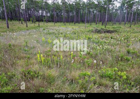 Crimson (Sarracenia leucophilla), Yellow Pitcher Plants (Sarracenia flava), infiltrazioni, FL, USA, di James D Coppinger/Dembinsky Photo Assoc Foto Stock