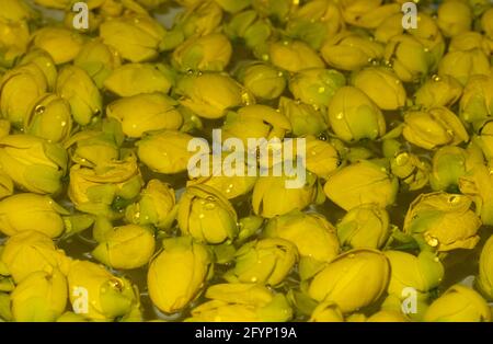 Oro doccia fiore giallo su closeup acqua limpida o un Mazzo di indio-laburnum Foto Stock