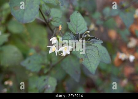 Solanum nigrum fliorescenza bianca Foto Stock