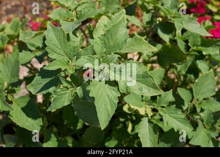 Solanum nigrum foglie fresche Foto Stock