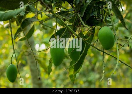 Ci sono molti manga verdi grezzi appesi su un grande albero di mango in un bigest giardino di mango locale Foto Stock