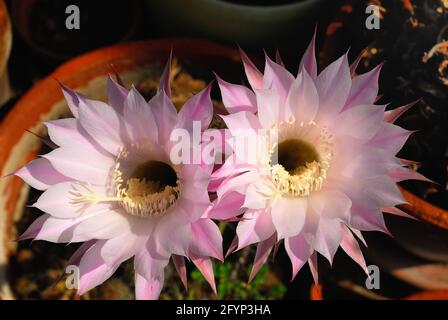 L'echinopsis oxygona è originaria del Brasile del Sud. Le sue caratteristiche includono: Forma sferica, e un grande fiore, con la lavanda appuntita o petali bianchi Foto Stock