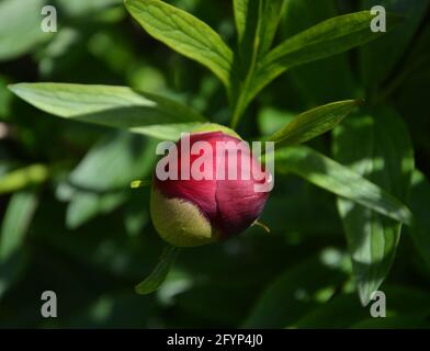 Paeonia officinalis Rubra Plena, spazio floreale bello e tranquillo Foto Stock