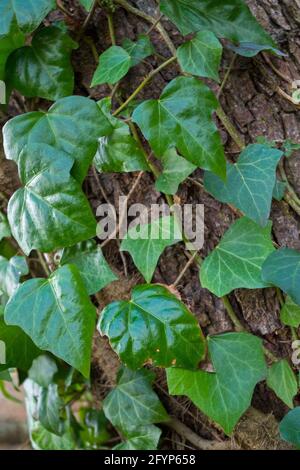 Un frammento di tronco di un albero con corteccia grigia, coperto da viti di succosa edera verde, con foglie scolpite di forma triangolare che brillano al sole. Naturale Foto Stock