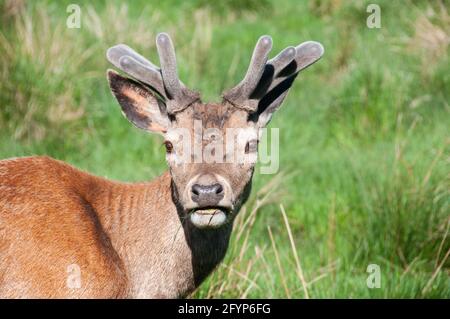 Una giornata fuori a Tatton Park & Tatton Hall Gardens Foto Stock