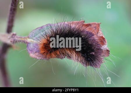 Macrofotografia di un bruco peloso nero e arancione e la tigre del Giardino su una foglia Foto Stock