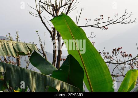 Le foglie lisce, cerose, di colore verde scuro della banana. Foto Stock