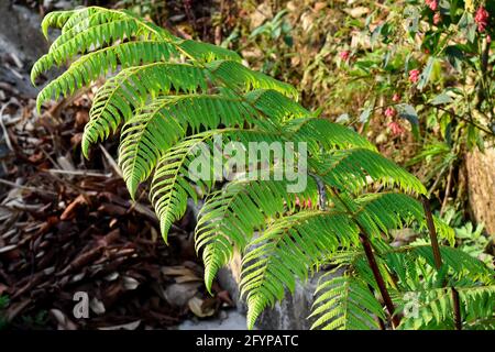 Felci verdi dell'Himalaya, sono spesso chiamati fronti. I fronti sono solitamente composti da una lama frondosa e da un gambo di foglia. Foto Stock