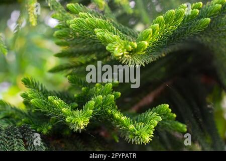 Macro vista di rami di pelo verde di un pelo-albero comunemente noto come pino. Foto Stock