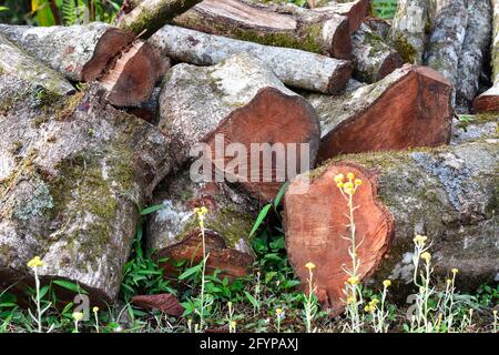 Legno di pino abbattuto ricoperto di muschio e lichene, foresta di Himalaya, Kalimpong. Foto Stock