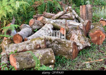 Legno di pino abbattuto ricoperto di muschio e lichene, foresta di Himalaya, Kalimpong. Foto Stock