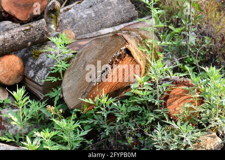 Legno di pino abbattuto ricoperto di muschio e lichene, foresta di Himalaya, Kalimpong. Foto Stock