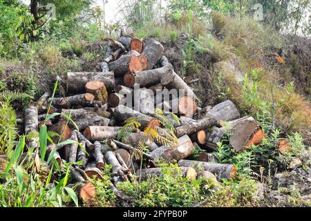 Legno di pino abbattuto ricoperto di muschio e lichene, foresta di Himalaya, Kalimpong. Foto Stock