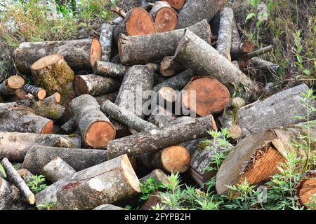 Legno di pino abbattuto ricoperto di muschio e lichene, foresta di Himalaya, Kalimpong. Foto Stock