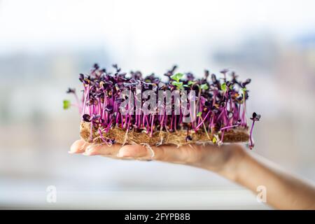 Germogli di rafano micro-verdi in mano. Semi di rafano germogliati Foto Stock