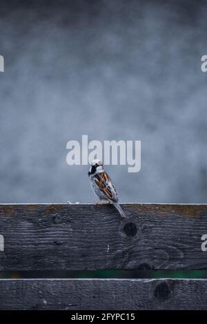 Immagine verticale di un passero appollaiato su una ringhiera di legno Foto Stock