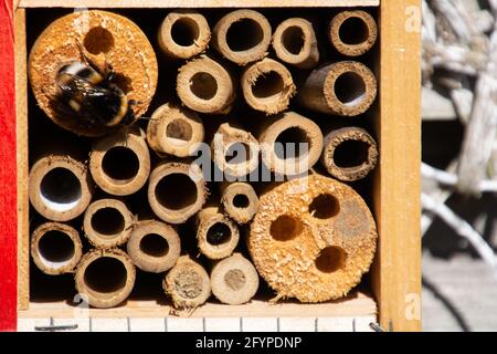 parte di artigianato hotel o casa per le api selvatiche e. altro insetto fatto di materiali naturali eco con bumblebee Foto Stock