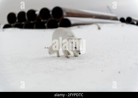 Volpe artica selvaggia con plastica sul collo in inverno tundra Foto Stock