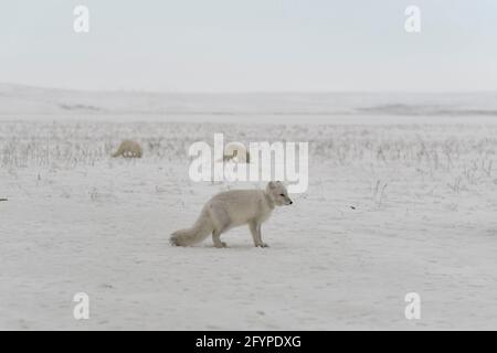 Volpe artica selvaggia con plastica sul collo in inverno tundra Foto Stock